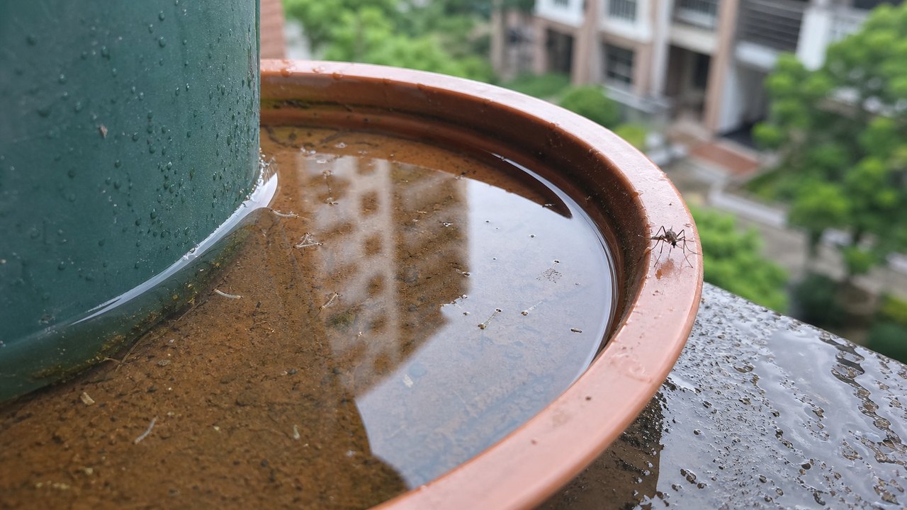 蚊虫